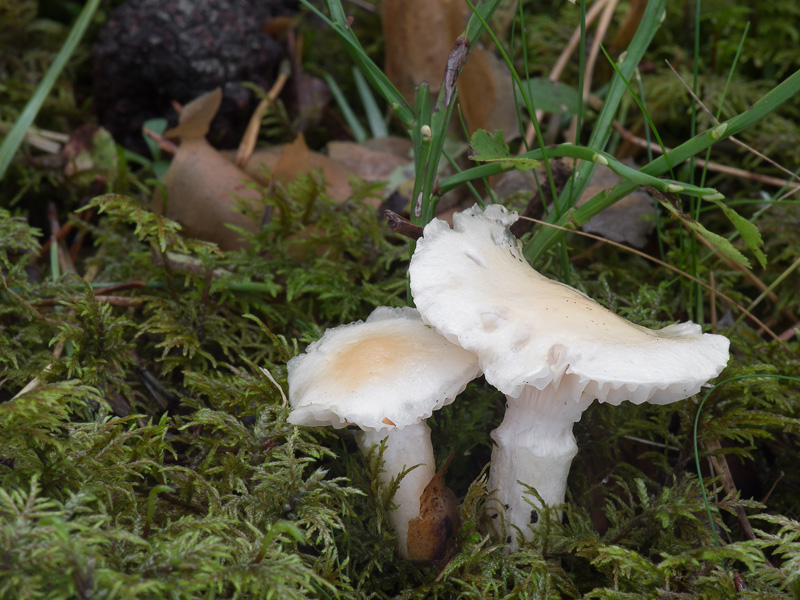 Hygrophorus gliocyclus